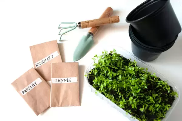 「【ガーデニング】野菜や花は「直まき＆ポットまき」で育てる！苗を買うよりおトク、コスパよし」の画像