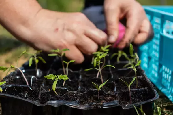 「【ガーデニング】野菜や花は「直まき＆ポットまき」で育てる！苗を買うよりおトク、コスパよし」の画像