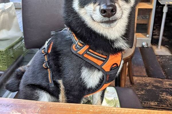 ジェントル犬 レストランで座って待つお利口な犬がかわいいとtwitterで話題に 22年7月18日 エキサイトニュース ジェントル犬 レストランで座って待つお利口な犬がかわいいとtwitterで話題に 22年7月18日 エキサイトニュース