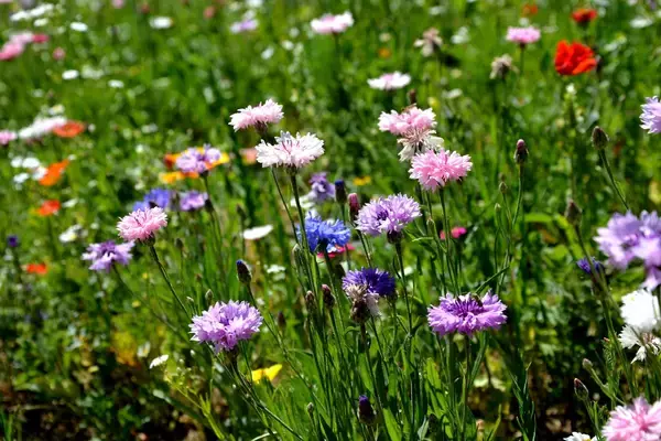 「【春のガーデニング】オススメの一年草7選！清々しく可憐な花々、庭や花壇をオシャレに」の画像