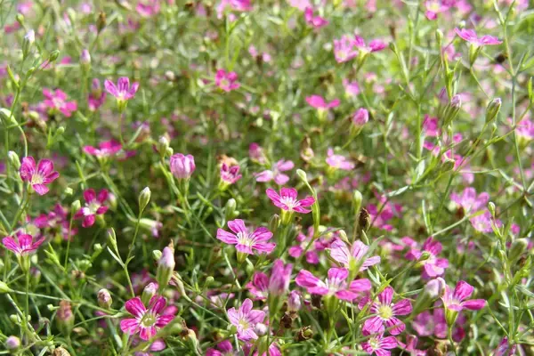 「【春のガーデニング】オススメの一年草7選！清々しく可憐な花々、庭や花壇をオシャレに」の画像