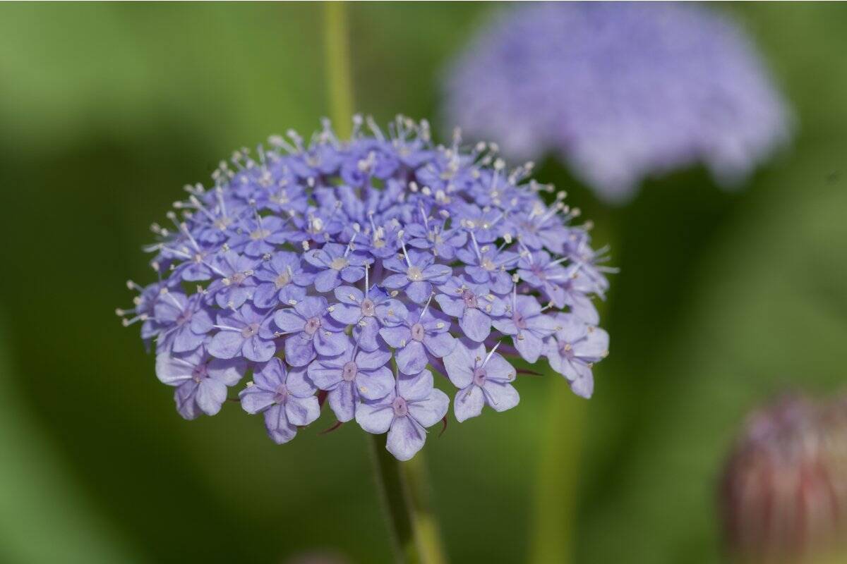 【春のガーデニング】オススメの一年草7選！清々しく可憐な花々、庭や花壇をオシャレに