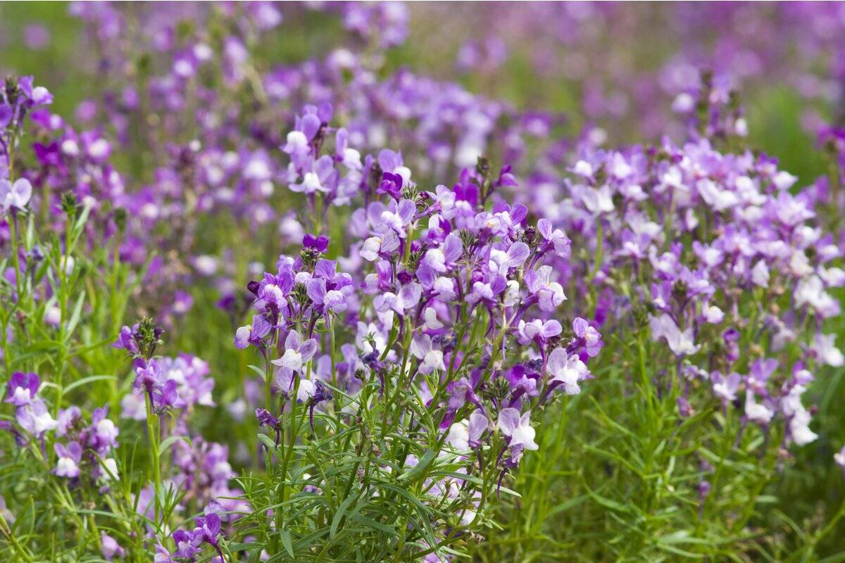 【春のガーデニング】オススメの一年草7選！清々しく可憐な花々、庭や花壇をオシャレに