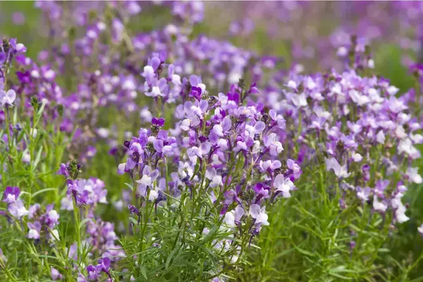 「【春のガーデニング】オススメの一年草7選！清々しく可憐な花々、庭や花壇をオシャレに」の画像