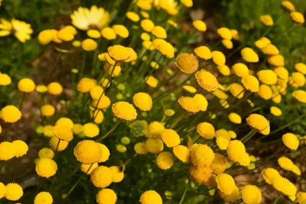 「【春のガーデニング】オススメの一年草7選！清々しく可憐な花々、庭や花壇をオシャレに」の画像