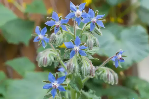 「【春のガーデニング】オススメの一年草7選！清々しく可憐な花々、庭や花壇をオシャレに」の画像