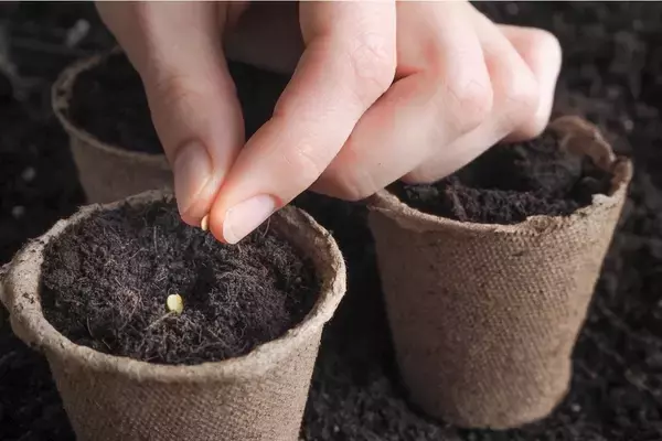 「【家庭菜園を楽しむ】プランターで育てる夏野菜＆オススメの食べ方！ビールと一緒に味わう旬の野菜」の画像