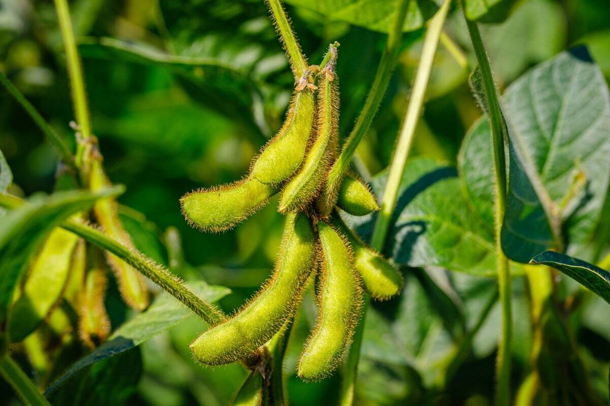 【家庭菜園を楽しむ】プランターで育てる夏野菜＆オススメの食べ方！ビールと一緒に味わう旬の野菜