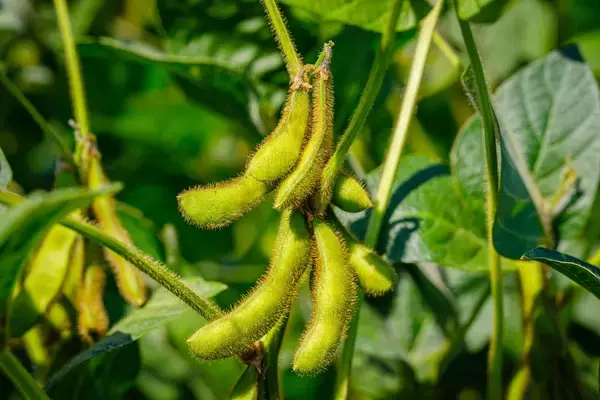 「【家庭菜園を楽しむ】プランターで育てる夏野菜＆オススメの食べ方！ビールと一緒に味わう旬の野菜」の画像