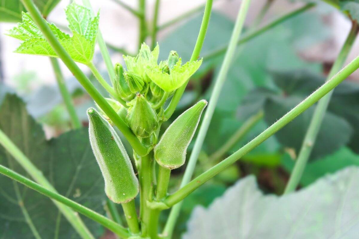 【家庭菜園を楽しむ】プランターで育てる夏野菜＆オススメの食べ方！ビールと一緒に味わう旬の野菜