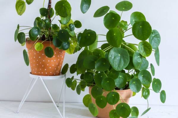 観葉植物オススメ8選 室内がオシャレになる ユニークな種類ならインテリアが個性的に 22年6月26日 エキサイトニュース