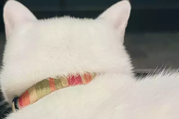 「真っ白な猫のバックショットがたまらない！もふもふの白猫がかわいいとTwitterで話題に！」の画像