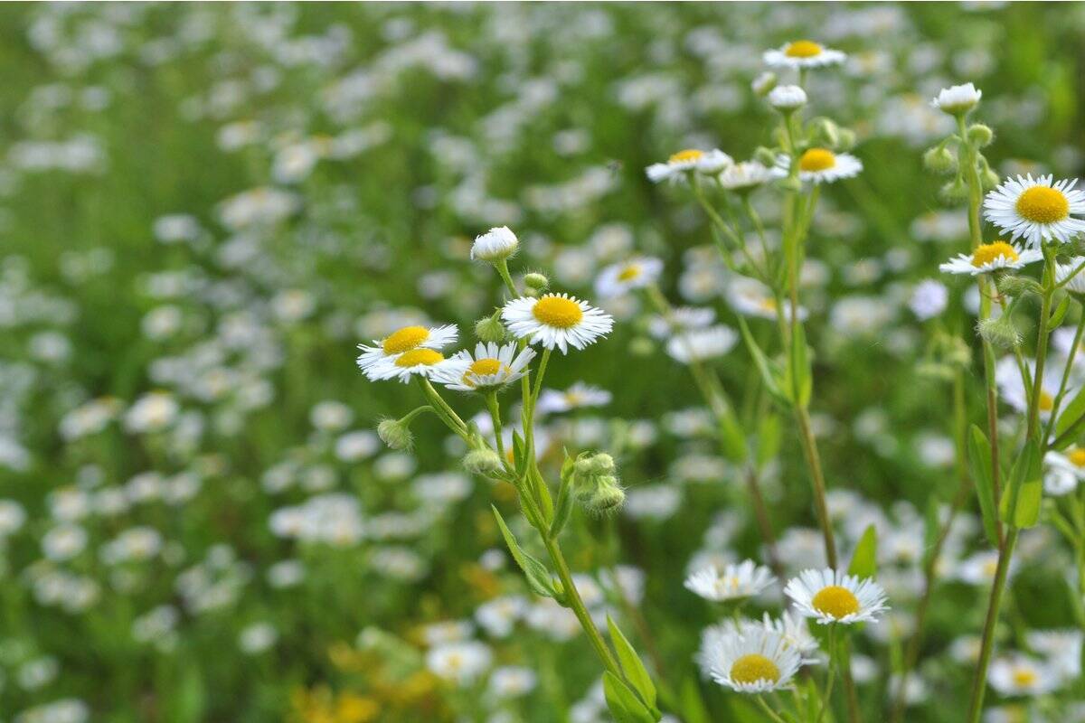 春のガーデニング 多年草 宿根草オススメ7選 植えっぱなしでオシャレな花が楽しめる 22年4月16日 エキサイトニュース