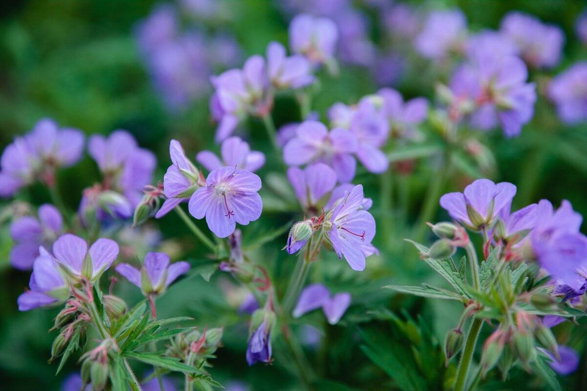 春のガーデニング 多年草 宿根草オススメ7選 植えっぱなしでオシャレな花が楽しめる 22年4月16日 エキサイトニュース 2 3 春のガーデニング 多年草 宿根草オススメ7選 植えっぱなしでオシャレな花が楽しめる 22年4月16日 エキサイトニュース 2 3