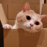 「飼い主が猫を探していると…ダンボールからひょっこり現れる姿がかわいいとTwitterで話題に！」の画像2