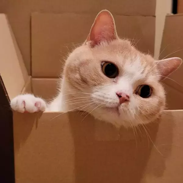 「飼い主が猫を探していると…ダンボールからひょっこり現れる姿がかわいいとTwitterで話題に！」の画像
