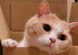 「飼い主が猫を探していると…ダンボールからひょっこり現れる姿がかわいいとTwitterで話題に！」の画像3