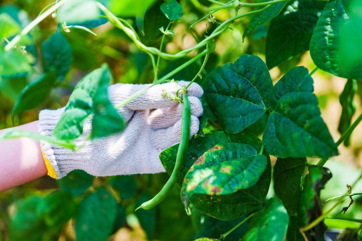 【春の家庭菜園】プランターで育てるオススメ定番野菜7選！苗から育てると世話がラク