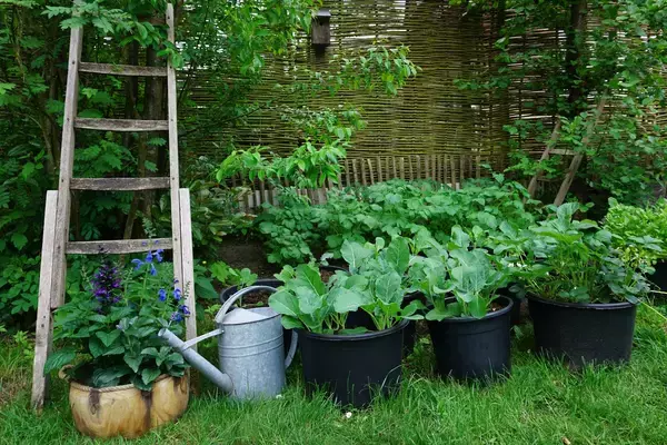 「【春の家庭菜園】プランターで育てるオススメ定番野菜7選！苗から育てると世話がラク」の画像
