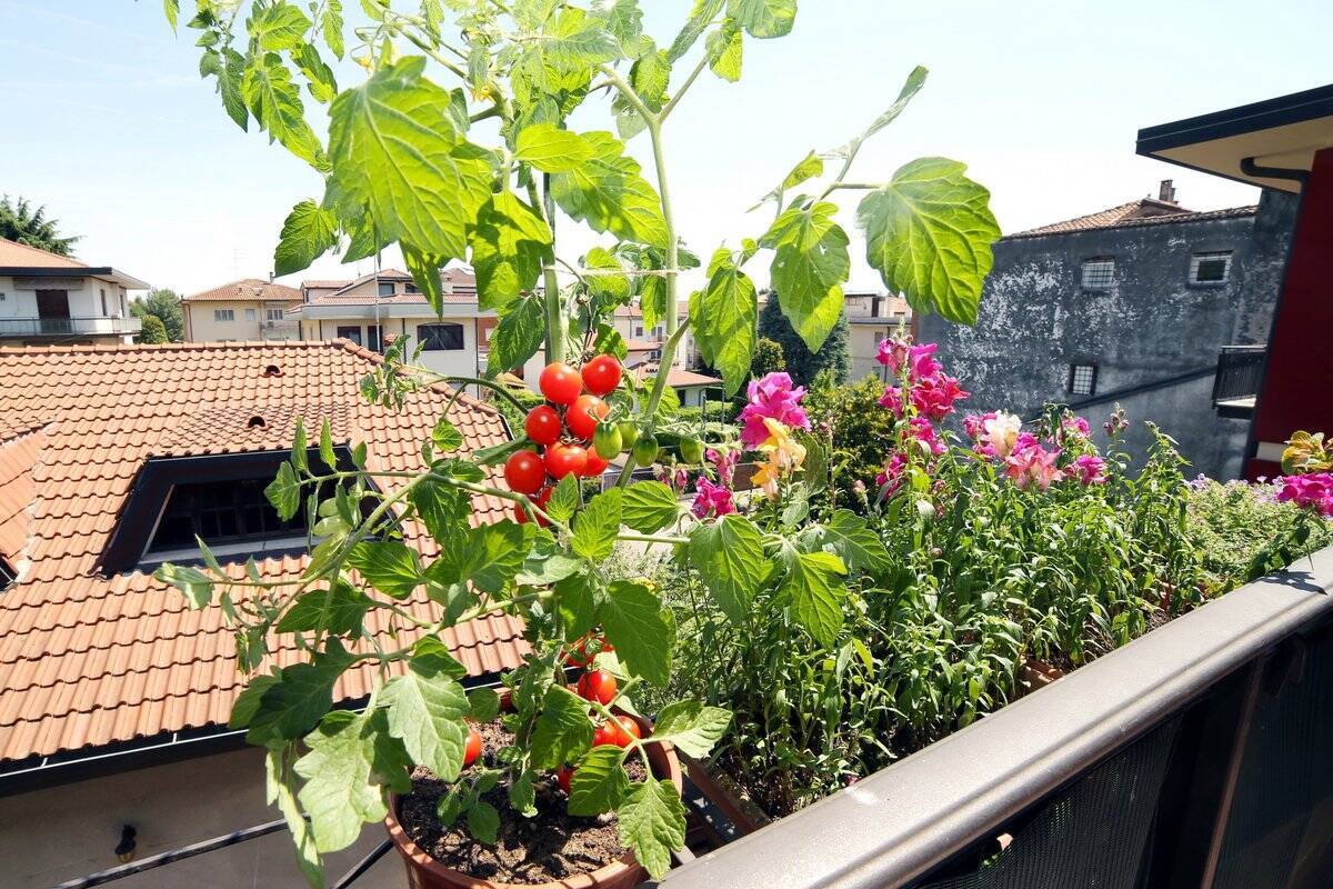 【春の家庭菜園】プランターで育てるオススメ定番野菜7選！苗から育てると世話がラク