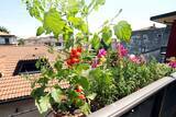 「【春の家庭菜園】プランターで育てるオススメ定番野菜7選！苗から育てると世話がラク」の画像4