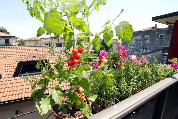 「【春の家庭菜園】プランターで育てるオススメ定番野菜7選！苗から育てると世話がラク」の画像