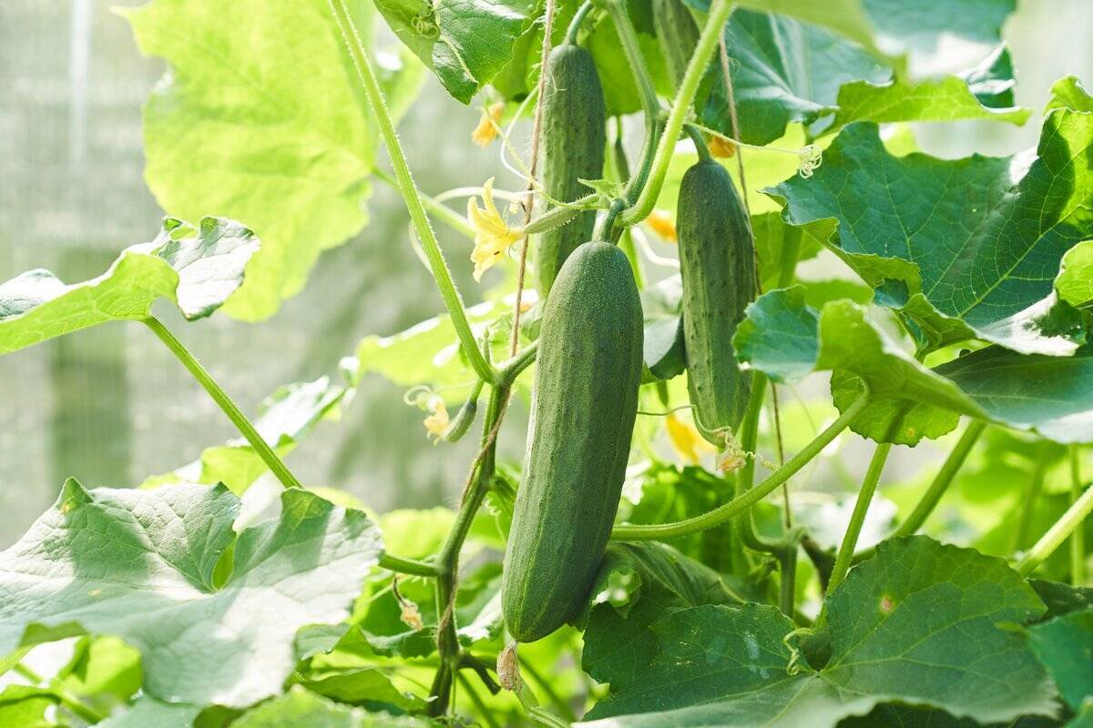 【春の家庭菜園】プランターで育てるオススメ定番野菜7選！苗から育てると世話がラク