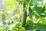 「【春の家庭菜園】プランターで育てるオススメ定番野菜7選！苗から育てると世話がラク」の画像5