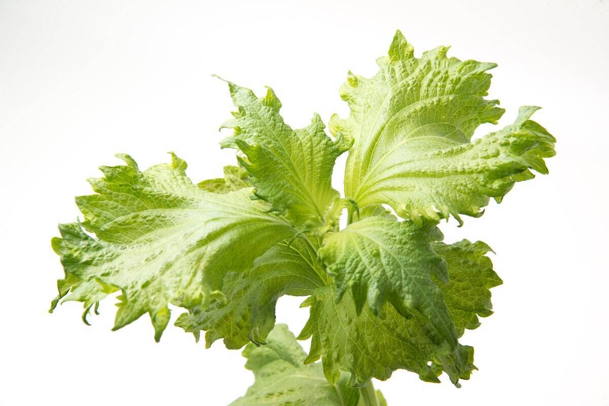 【春の家庭菜園】プランターで育てるオススメ定番野菜7選！苗から育てると世話がラク