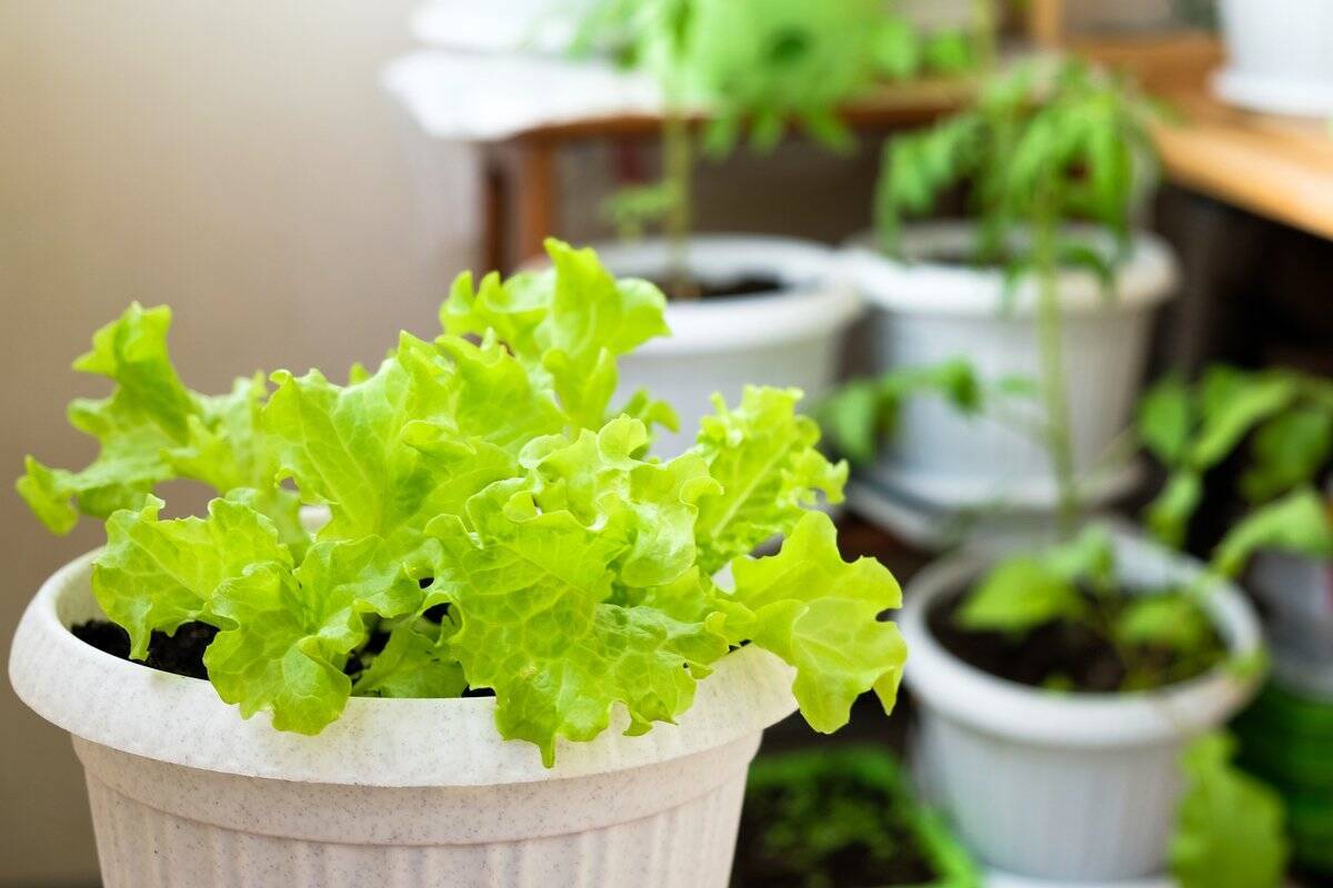 【春の家庭菜園】プランターで育てるオススメ定番野菜7選！苗から育てると世話がラク