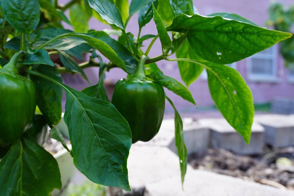 【春の家庭菜園】プランターで育てるオススメ定番野菜7選！苗から育てると世話がラク