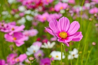 【ガーデニング】今が植え付け＆種まきシーズンの花オススメ8選！秋まで咲くカワイイ花も紹介
