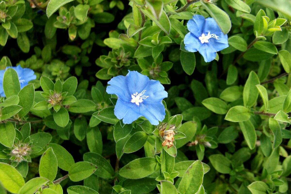 ガーデニング 今が植え付け 種まきシーズンの花オススメ8選 秋まで咲くカワイイ花も紹介 22年5月30日 エキサイトニュース