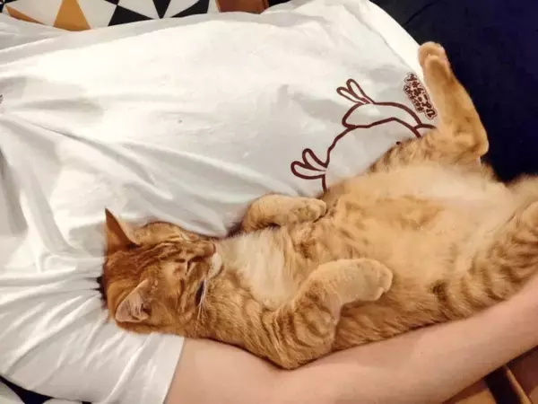 「【茶トラ】甘え上手な保護猫ちゃん「寝るときはひっつきたい」がTwitterで話題に！」の画像