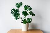 「室内で育てる観葉植物【モンステラ】育て方＆飾り方、大きな切れ込みのある葉が個性的でオシャレ」の画像1