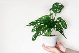 「室内で育てる観葉植物【モンステラ】育て方＆飾り方、大きな切れ込みのある葉が個性的でオシャレ」の画像2