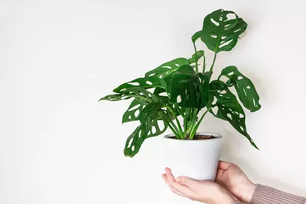 「室内で育てる観葉植物【モンステラ】育て方＆飾り方、大きな切れ込みのある葉が個性的でオシャレ」の画像