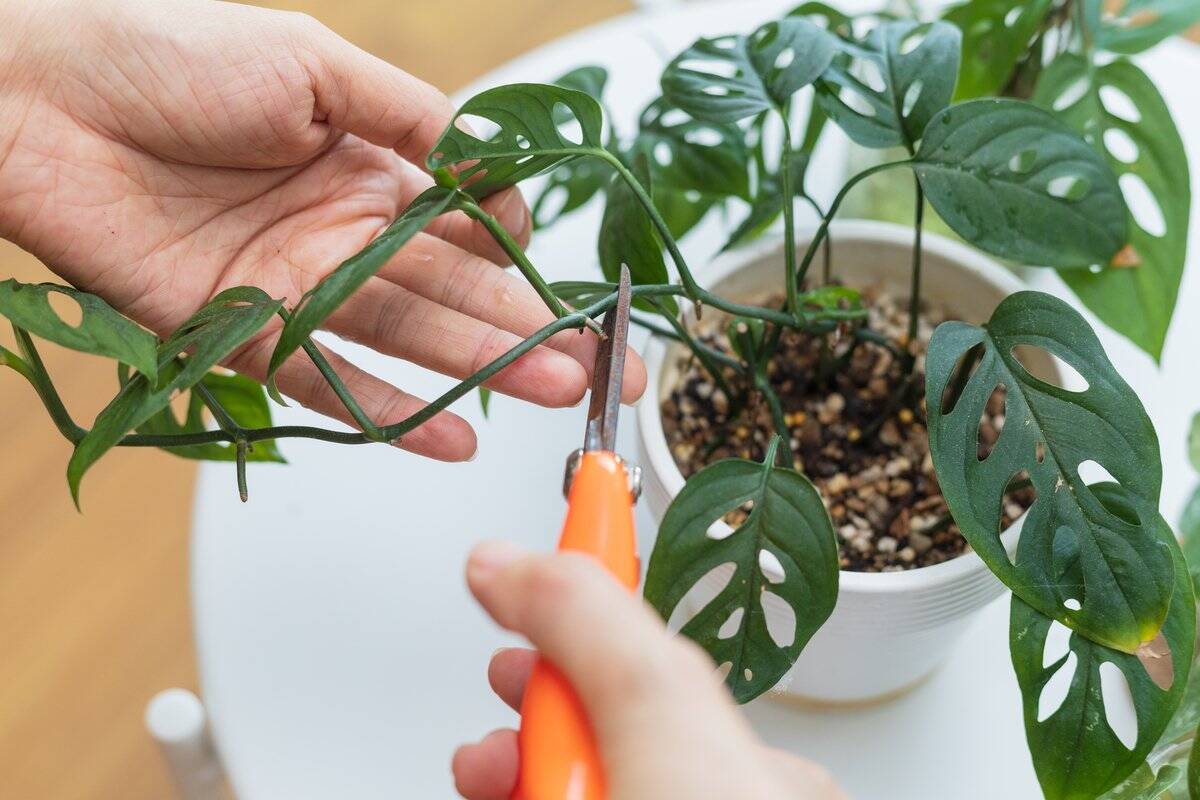 室内で育てる観葉植物【モンステラ】育て方＆飾り方、大きな切れ込みのある葉が個性的でオシャレ