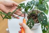 「室内で育てる観葉植物【モンステラ】育て方＆飾り方、大きな切れ込みのある葉が個性的でオシャレ」の画像3