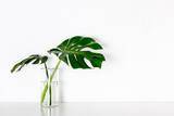「室内で育てる観葉植物【モンステラ】育て方＆飾り方、大きな切れ込みのある葉が個性的でオシャレ」の画像4