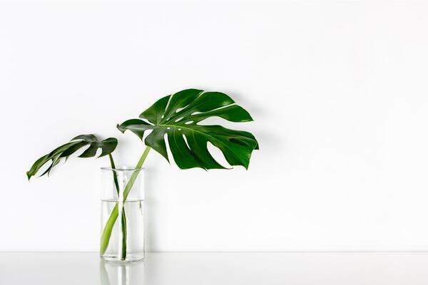 室内で育てる観葉植物 モンステラ 育て方 飾り方 大きな切れ込みのある葉が個性的でオシャレ 22年2月17日 エキサイトニュース