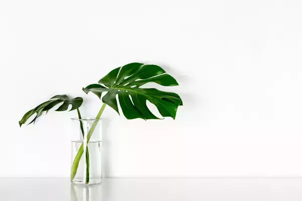 「室内で育てる観葉植物【モンステラ】育て方＆飾り方、大きな切れ込みのある葉が個性的でオシャレ」の画像