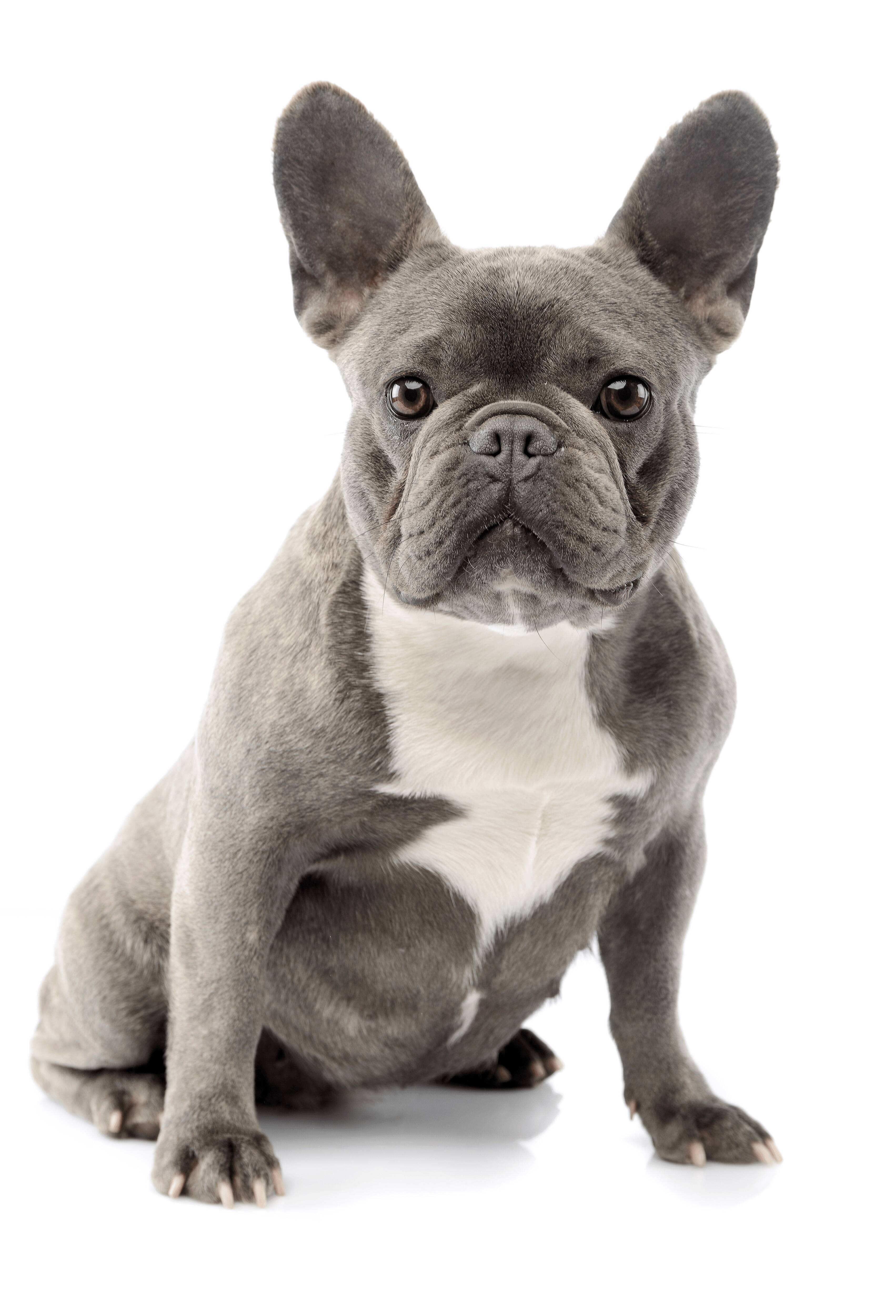 ボストンテリアとフレンチブルドッグを一目で見分ける最大のポイントは何か 22年4月2日 エキサイトニュース ボストンテリアとフレンチブルドッグを一目で見分ける最大のポイントは何か 22年4月2日 エキサイトニュース