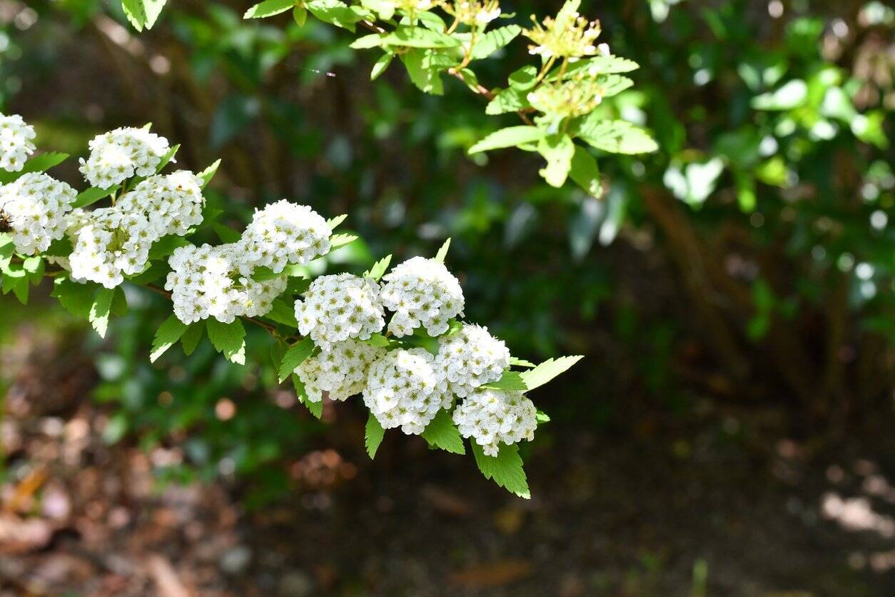 ガーデニング アジサイと一緒に飾るとオシャレ オススメの切り花 枝もの7選 組み合わせでより美しく 22年6月13日 エキサイトニュース 3 3