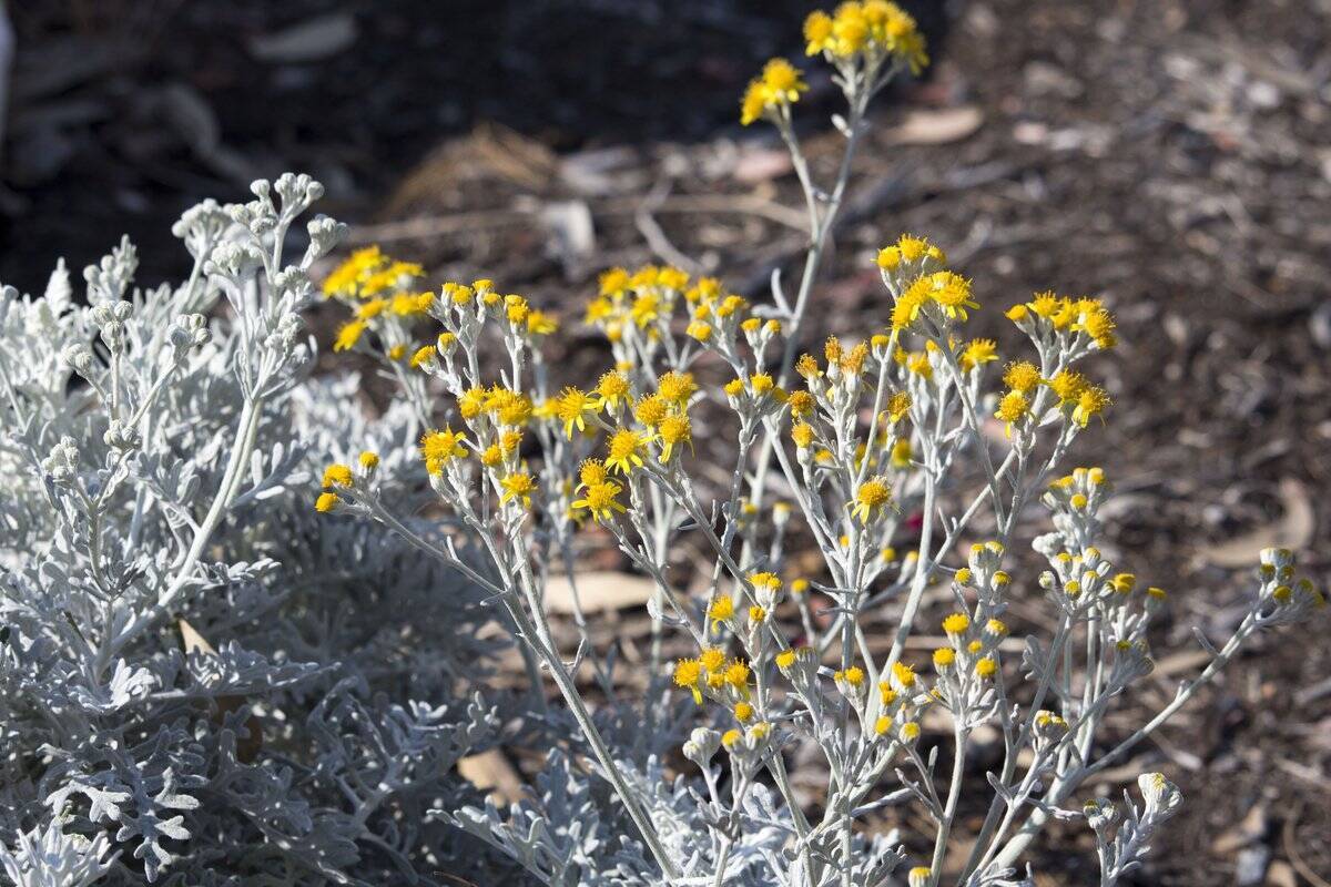 ガーデニング 初心者も育てやすい 春の寄せ植え オススメの組み合わせ例を3つ紹介 22年1月31日 エキサイトニュース