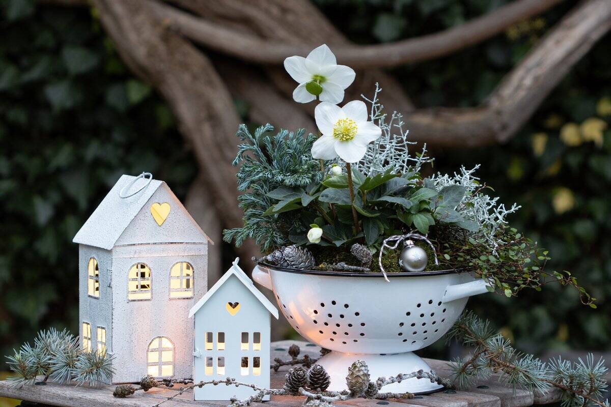 冬のガーデニング クリスマスローズの育て方 寄せ植えにオススメの草花5選 22年2月9日 エキサイトニュース 3 4