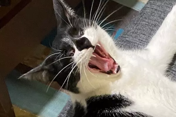 ディズニー お洒落キャット マリーたちの 猫の日グッズ が話題 22年2月18日 エキサイトニュース