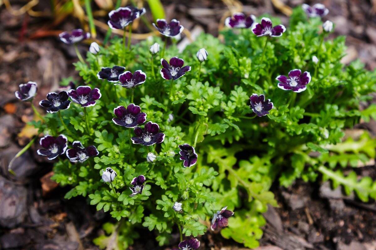 【ひたち海浜公園で有名】ブルーの美しい花「ネモフィラ」育て方と基本情報を解説