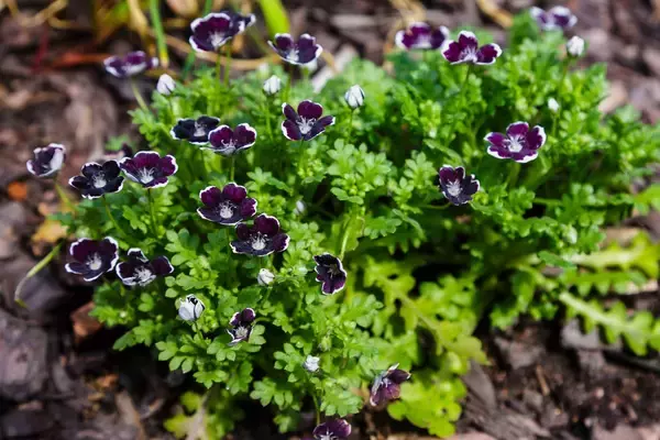 「【ひたち海浜公園で有名】ブルーの美しい花「ネモフィラ」育て方と基本情報を解説」の画像