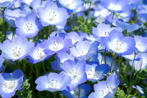 「【ひたち海浜公園で有名】ブルーの美しい花「ネモフィラ」育て方と基本情報を解説」の画像